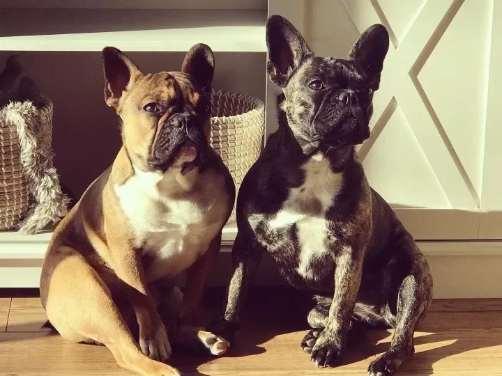 Blue and Bella, the Painters Touch mascots